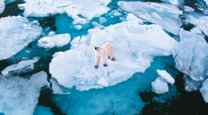 Walking on thin ice in the Arctic?
