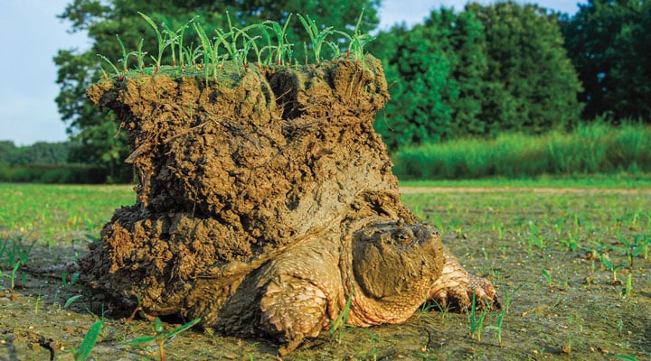 rough & swellHUNTER OFF TURTLE フリースタートル Earth Mover | Biology Article for Students | Scholastic Science