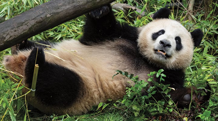 SW-111824-WelcomeBackPandas-TN.jpg