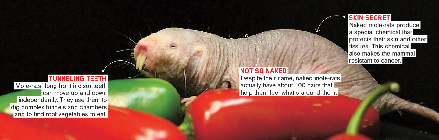 Blind mole rat genome | Science News | Naked Scientists