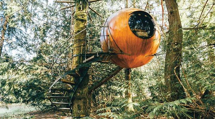Tricked-Out Treehouses Engineering Article for Students | Scholastic ...
