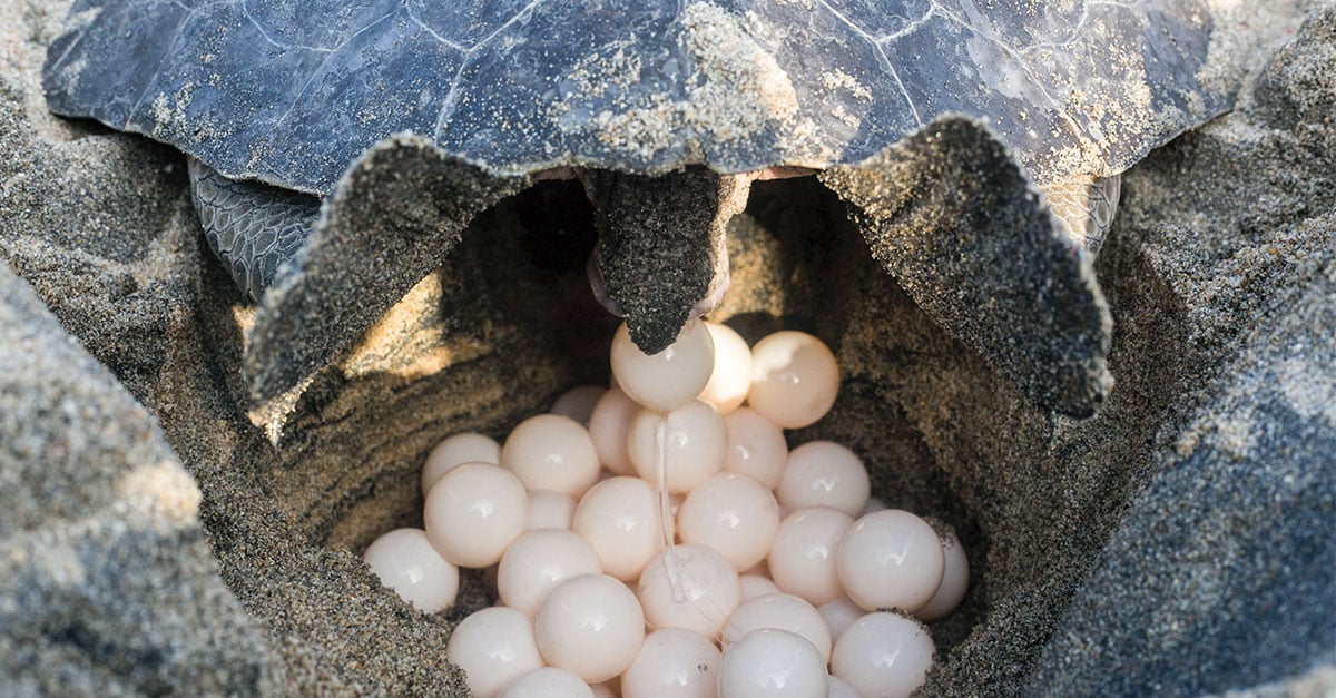 Turtles laying eggs. Turtles laying eggs