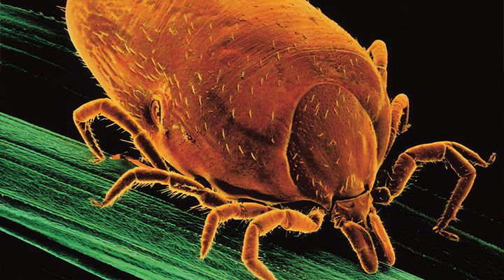 ticks-on-the-move-biology-article-for-students-scholastic-science