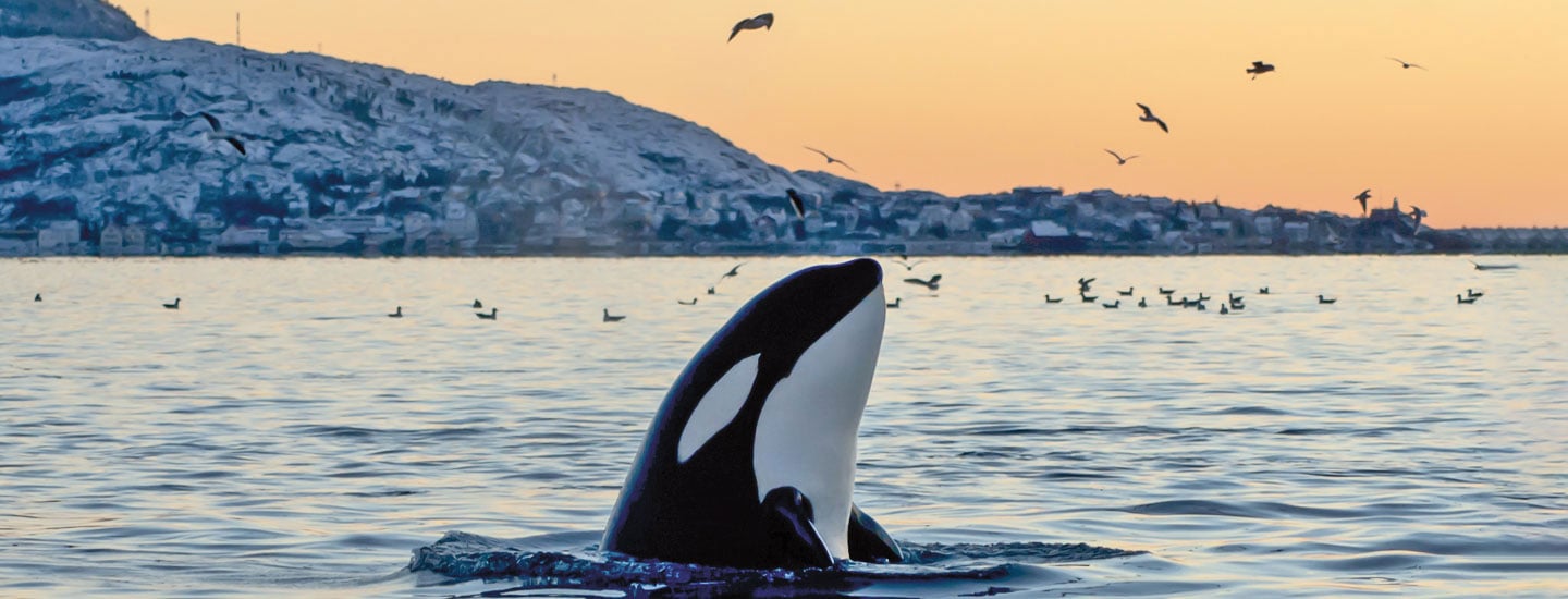 What's Killing Killer Whales? Chemistry Article for Students ...