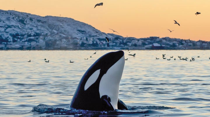 What's Killing Killer Whales? Chemistry Article for Students ...