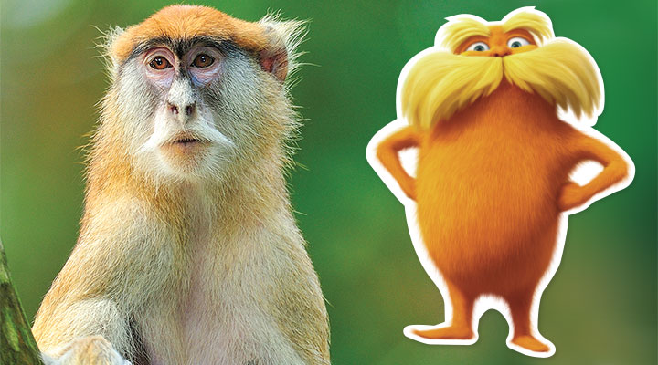 Dr Seuss May Have Modeled The Lorax After These Real Life Monkeys | My ...