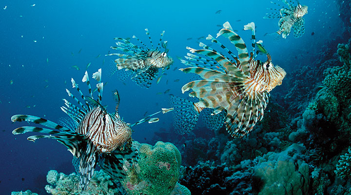 Lionfish Invasion! Engineering Article for Students  Scholastic 