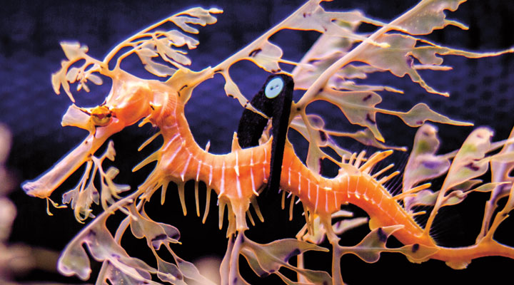 Fish Floaties Physics Article for Students | Scholastic Science World ...