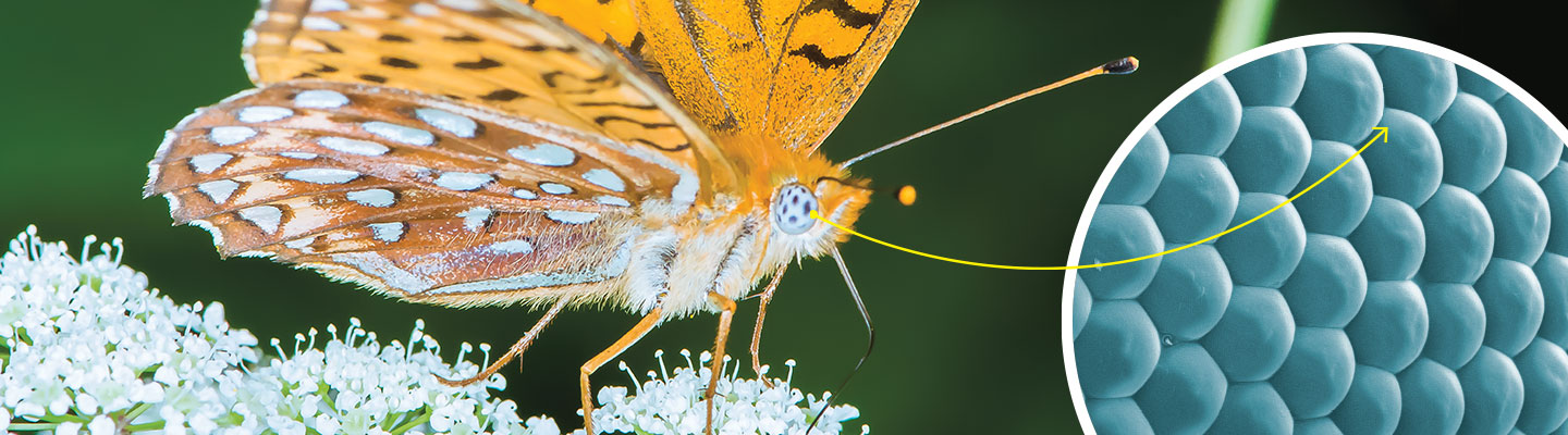 A butterfly on a flower and a close-up of the cells that make up its eye