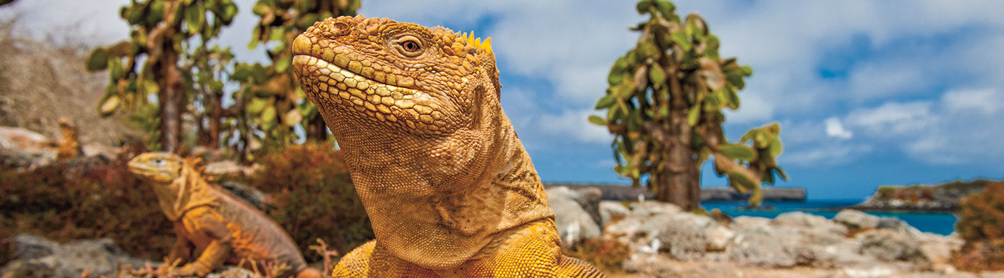 A closeup of a Galápagos iguana&apos;s scaly face. Other iguanas are in the background.
