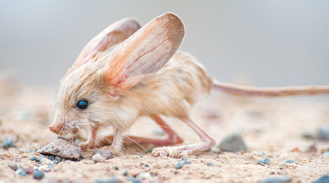 All Ears! Biology Article for Students | Scholastic Science World Magazine