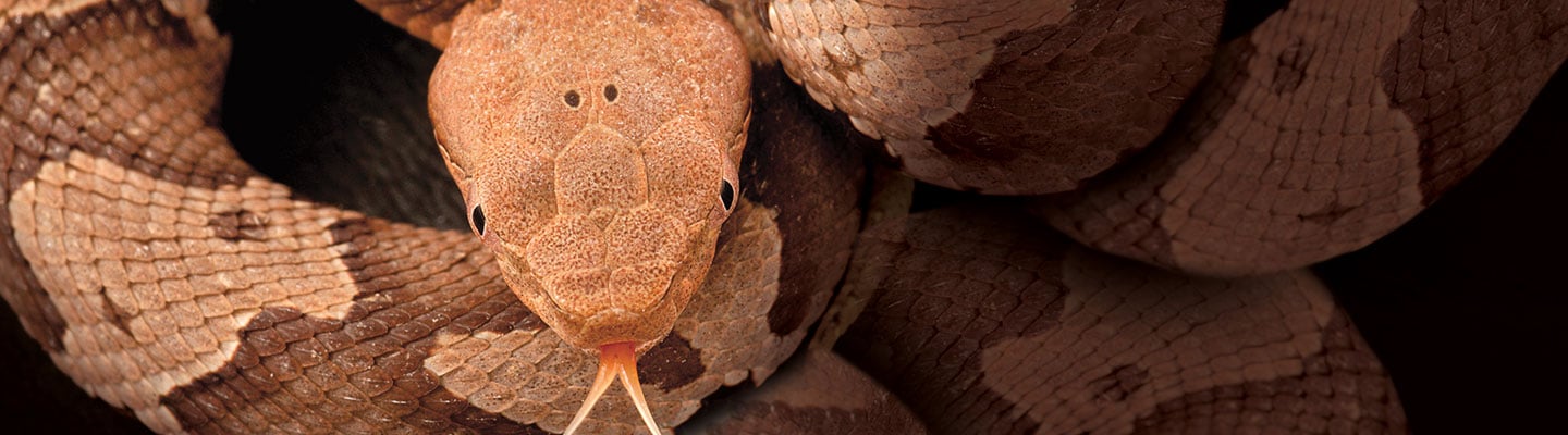 Closeup of a brown copperhead snake with its tongue out.