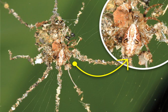 Spiders Catapult Themselves to Avoid Becoming Their Mate's Meal