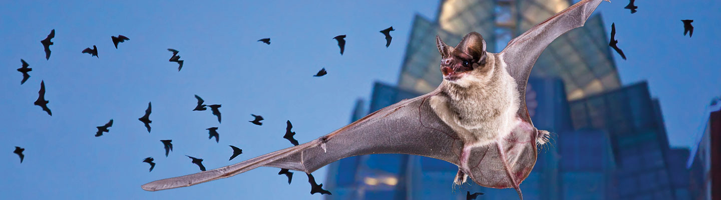 Bats flying in front of a city skyline.
