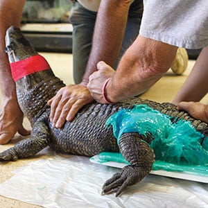 People holding a blindfolded alligator while making a mold of its lower body.