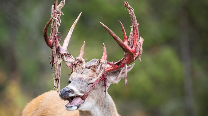 How to identify deer antlers - Discover Wildlife