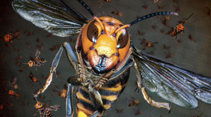 Attack Of The Giant Hornets Biology Article For Students | Scholastic ...