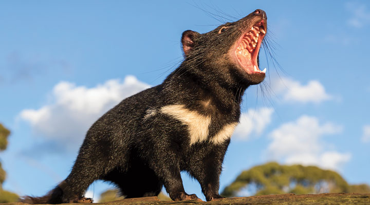 Gentle Tasmanian devils may be key to species' survival, study
