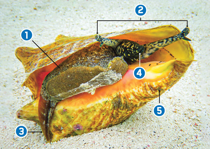 Shell shocked - Science blog