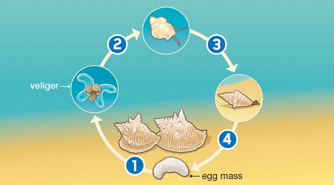 shell shock, Animals