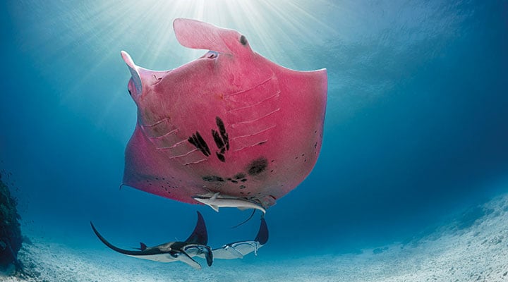 Rosy Ray Biology Article for Students | Scholastic Science World Magazine