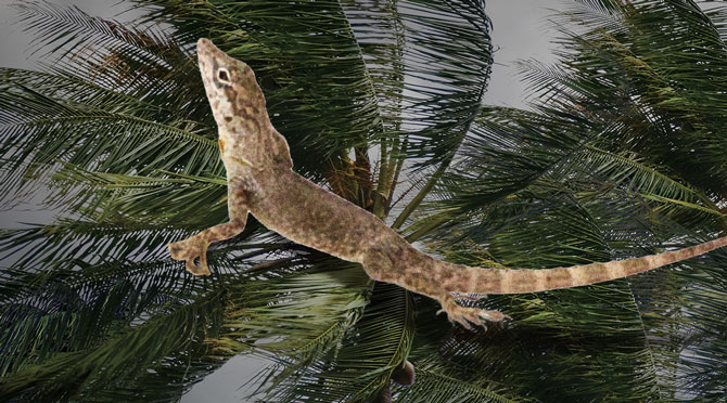 Lizards With Bigger Toes and Smaller Hind Legs Survive Hurricanes, Science