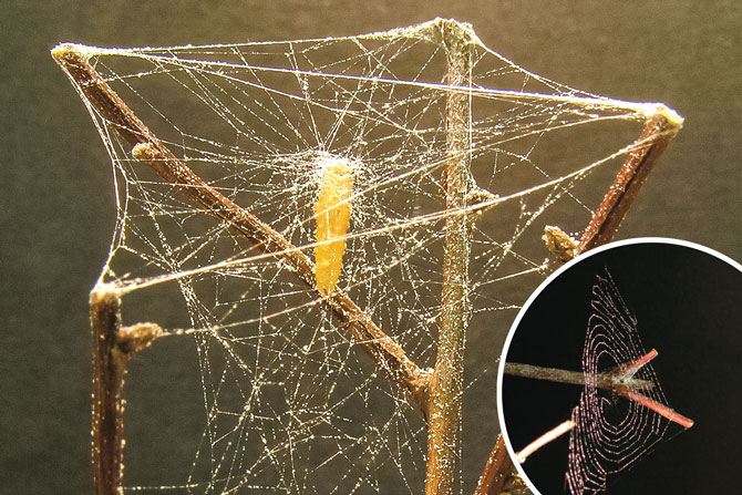 Zombies Among Us Biology Article For Students Scholastic Science World Magazine