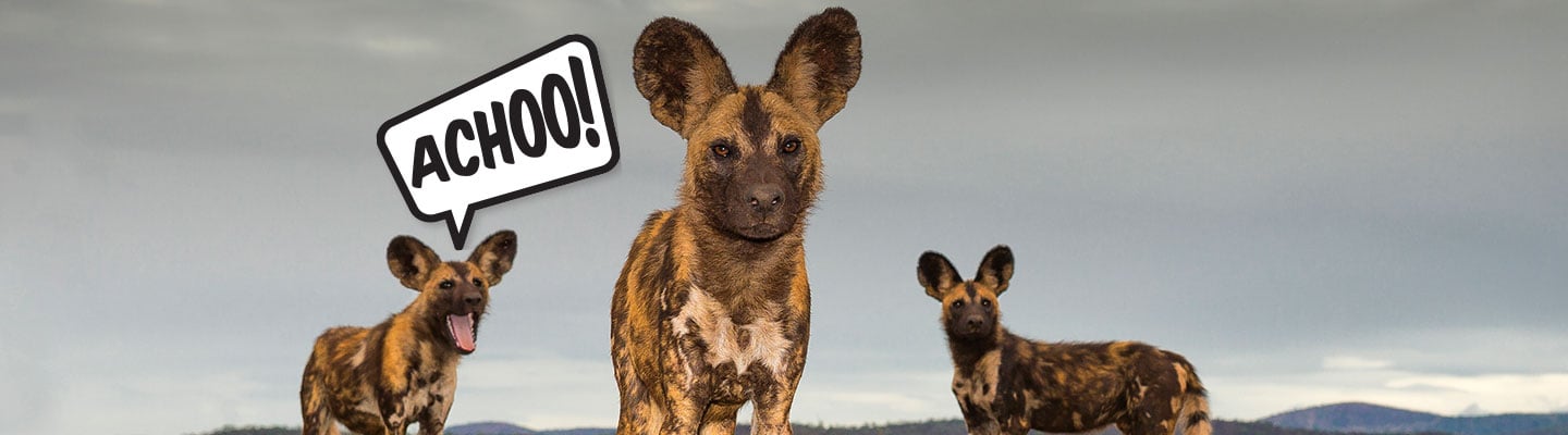 Three wild dogs, one of which has its mouth wide open with a speech bubble that reads "Achoo!"