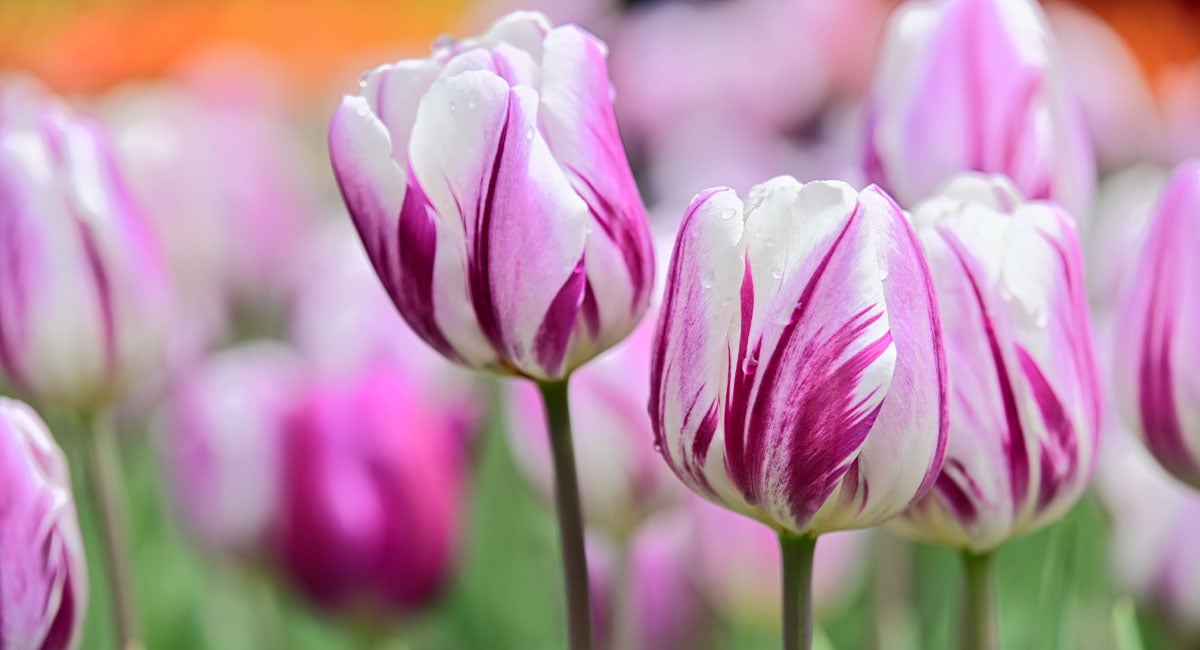 Inside an Academic Mind — Hello my lil tulips! I've received a lot