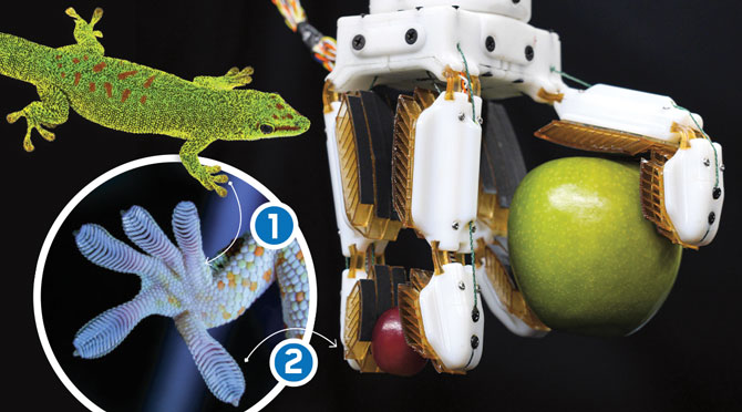 Gecko Grip Engineering Article for Students