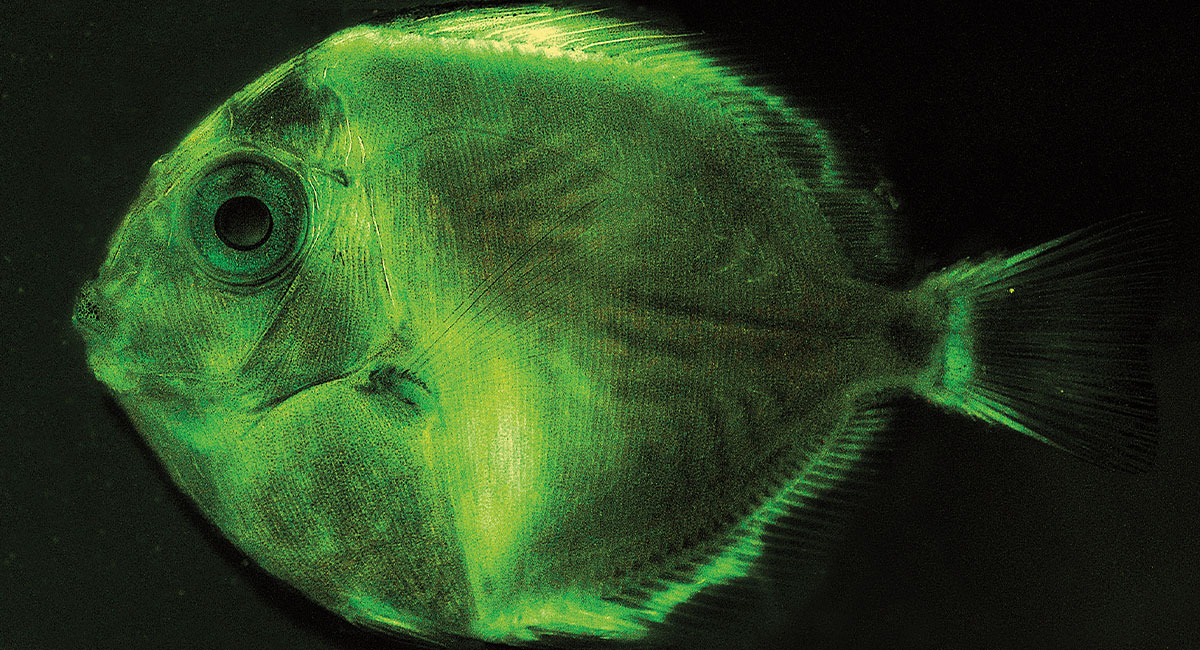 More that 125 mammal species glow under UV light