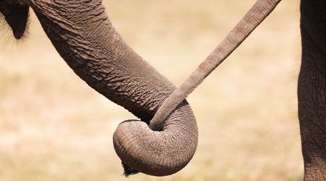 Stretchy, Telescoping Skin Is Key to Elephant Trunks