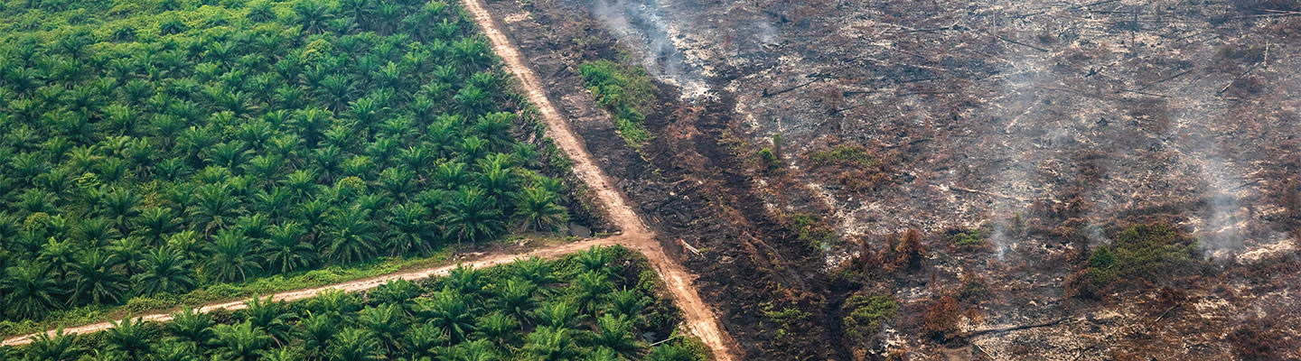 Image of a large region of tropical forests being burned down