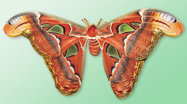 The science behind the Moth Atlas