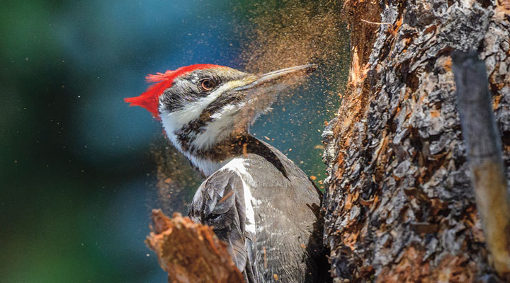 Capitals Team Photo: Things Got a Bit Hairy