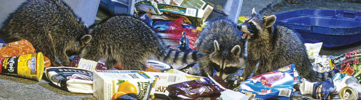 A group of raccoons rummaging through garbage on the street