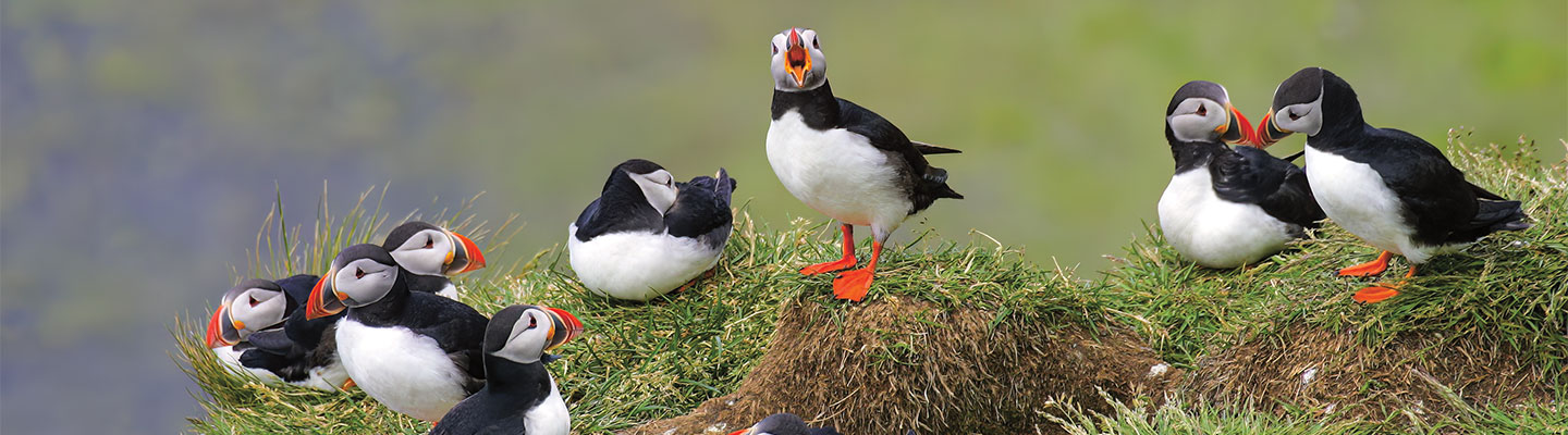 A group of puffins 