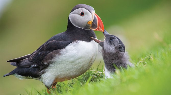 People Are Throwing Baby Puffins Off Of Cliffs In Iceland–But It's