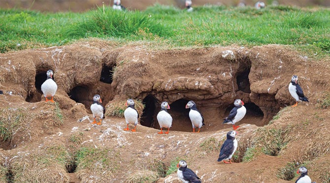 We Went Inside a Puffin Burrow I Cute Puffling Bird Underground