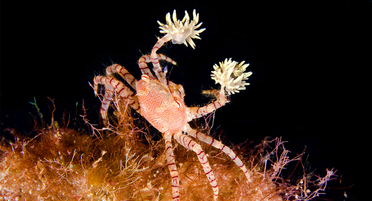 A striped crab holding two small creatures that look like pom poms