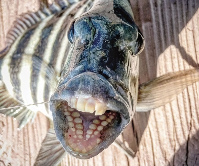 I was STALKED by a FISH with TEETH