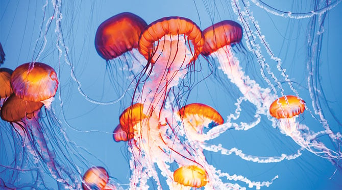 One Jellyfish Pizza, Coming Up! | Biology Article for Students 