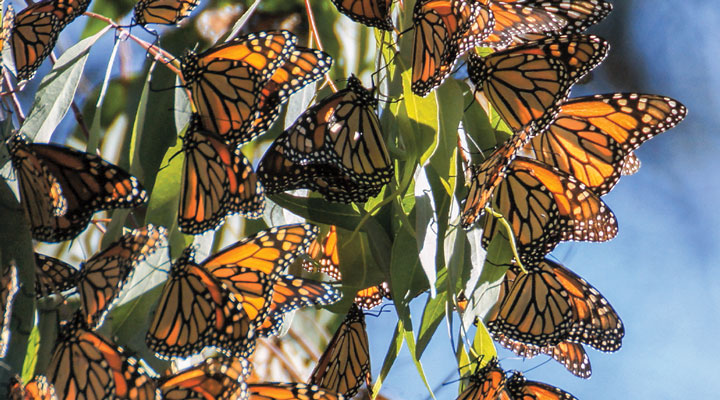 butterflies-at-risk-biology-article-for-students-scholastic-science