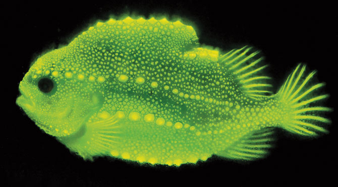It Looks Awkward, but This Fish Has a Secret Glow - The New York Times