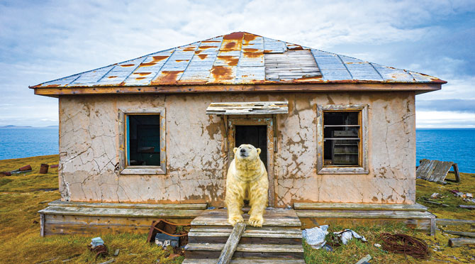 Polar Bear Takeover Biology Article for Students | Scholastic