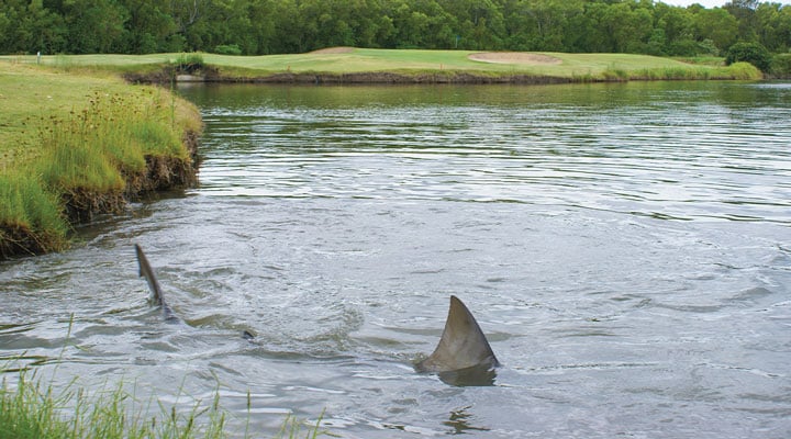 Lake Full of Sharks! | Biology Article for Students | Scholastic ...