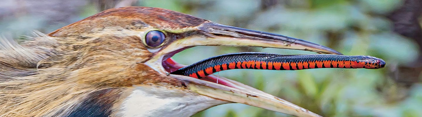 Image of a bird with a red snake in its mouth