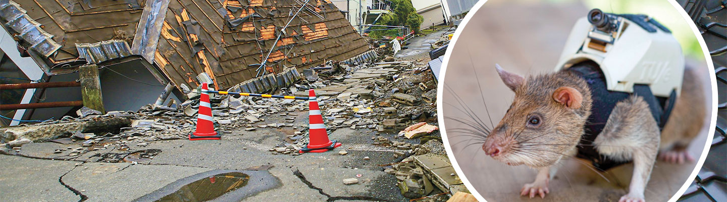 Image of a collapsed building and then image of a rat with a videocamera strapped to its back