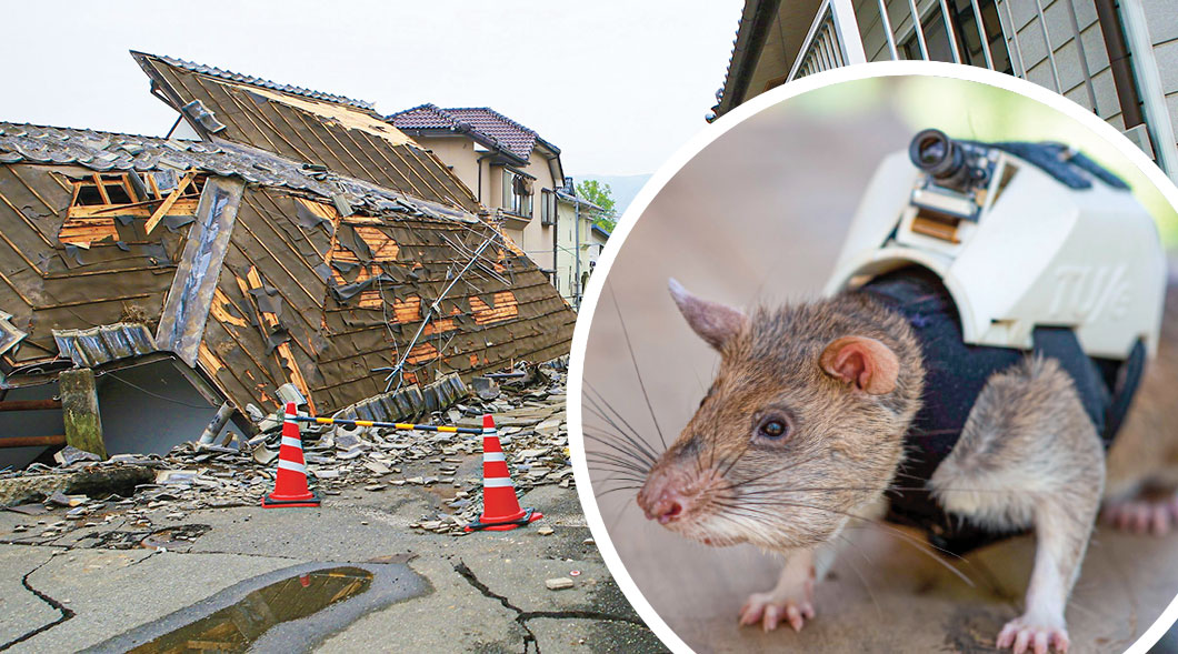 Image of a collapsed building and then image of a rat with a videocamera strapped to its back