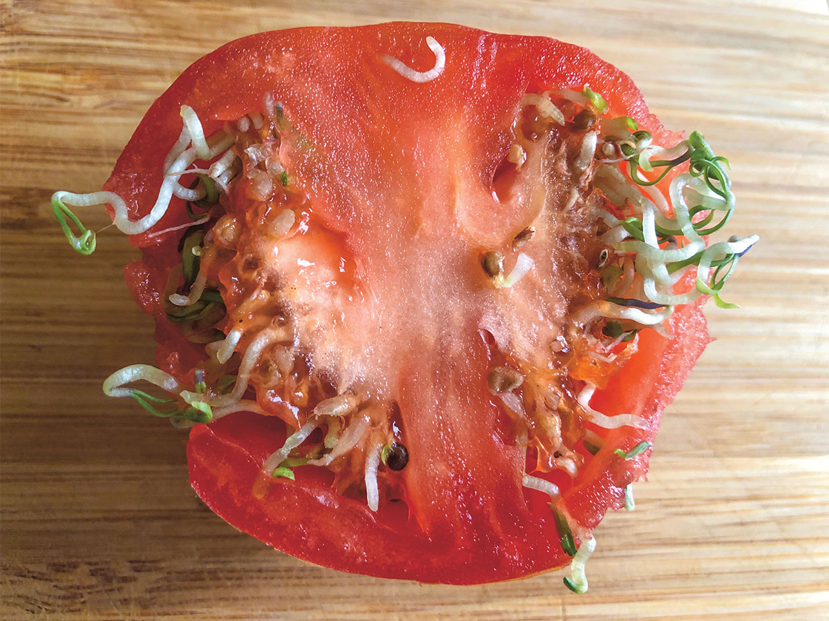 Image of white worms infesting a tomato